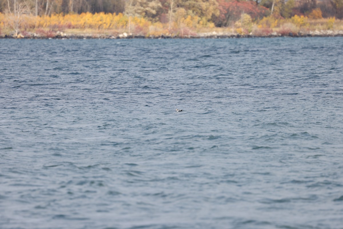 Морянка - ML644611381