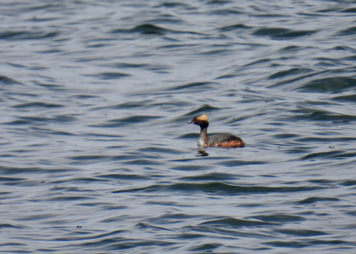 Txilinporta urrebelarria - ML644611382