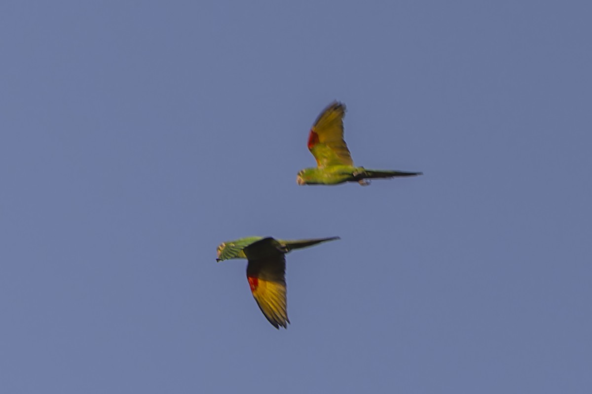 White-eyed Parakeet - ML644611383