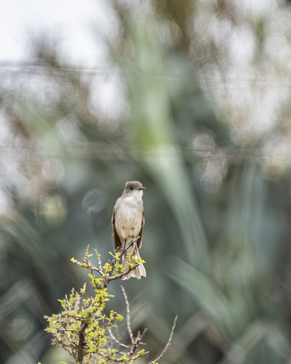 Монжита червоноока - ML644611391