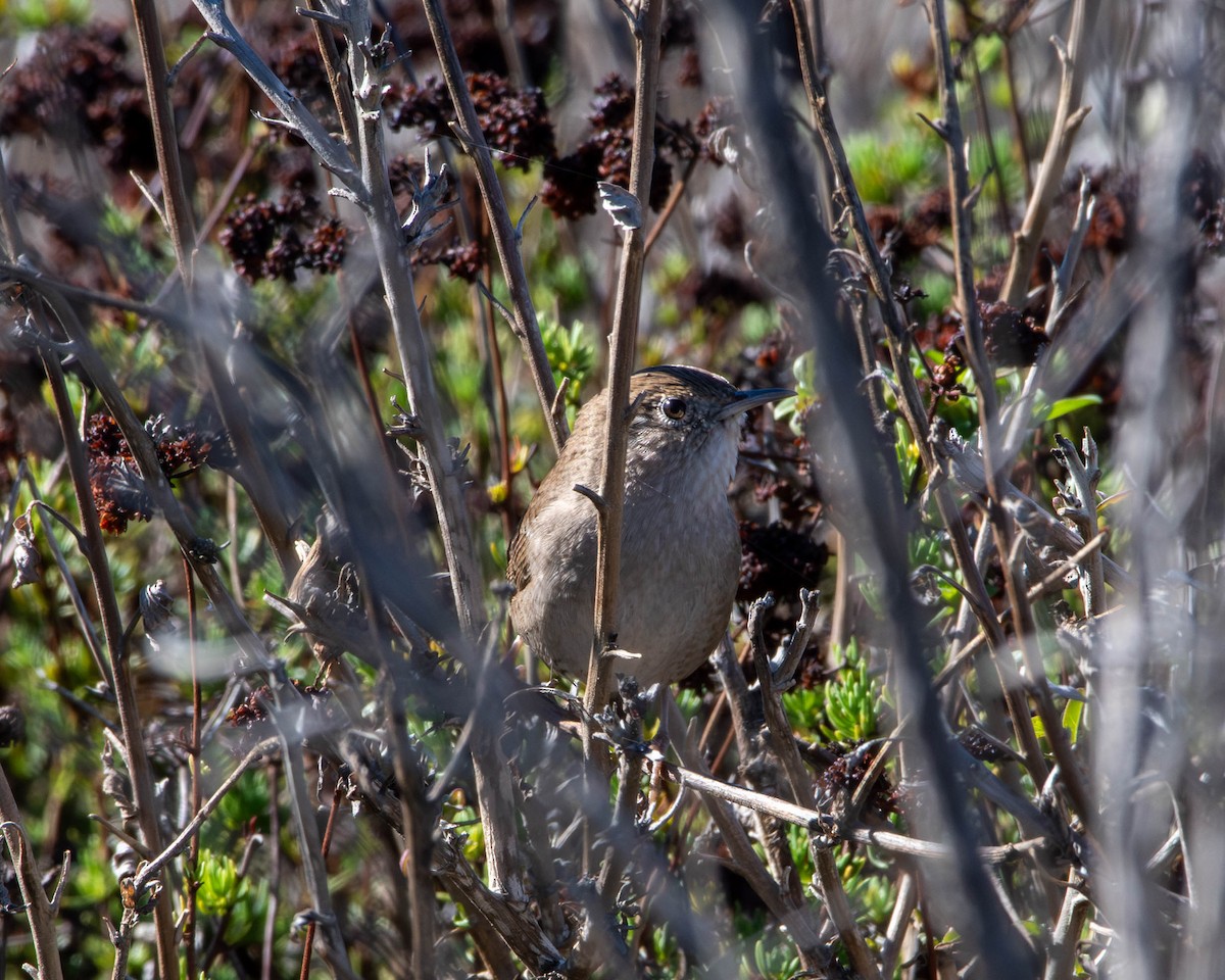 Northern House Wren - ML644611394