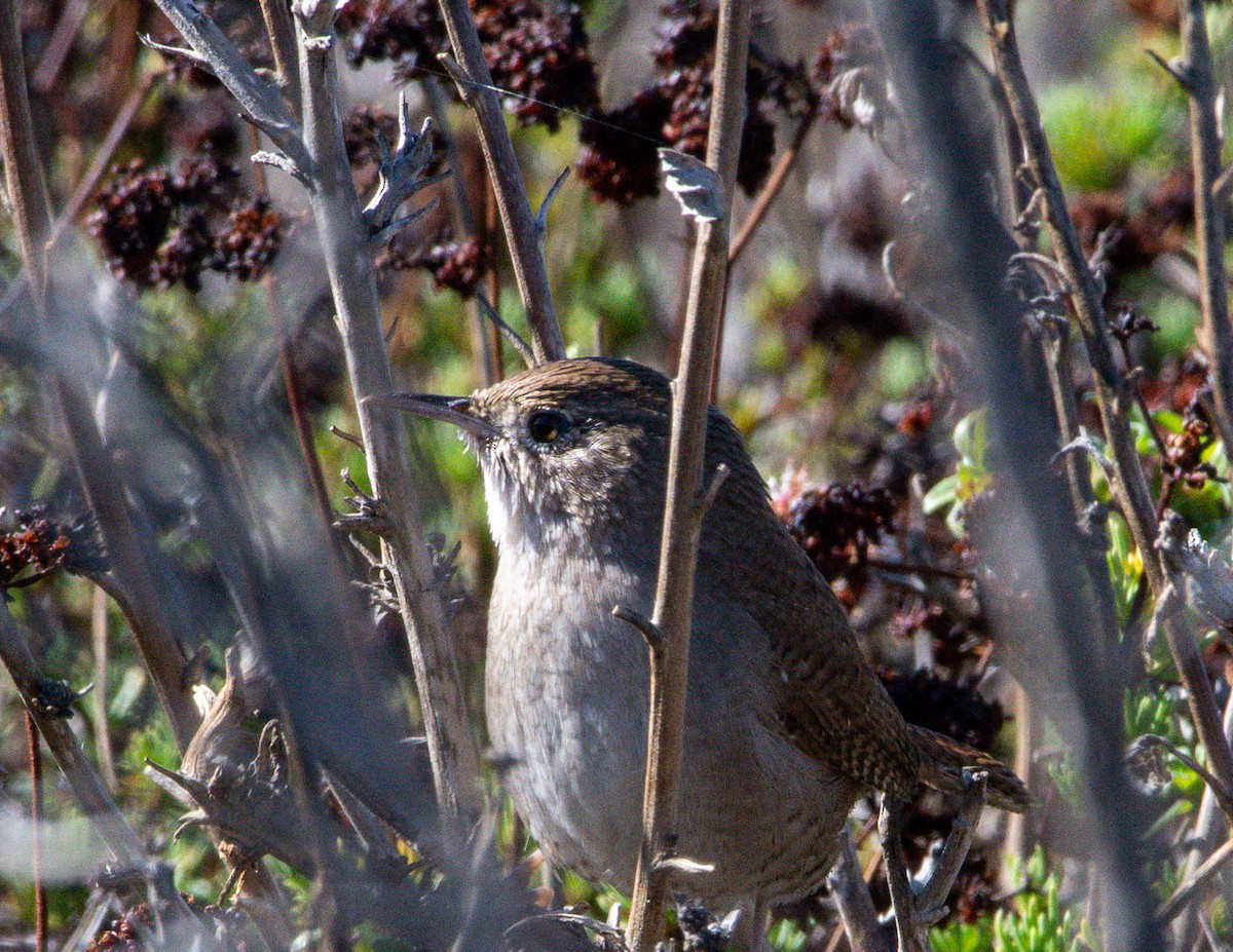 Northern House Wren - ML644611395