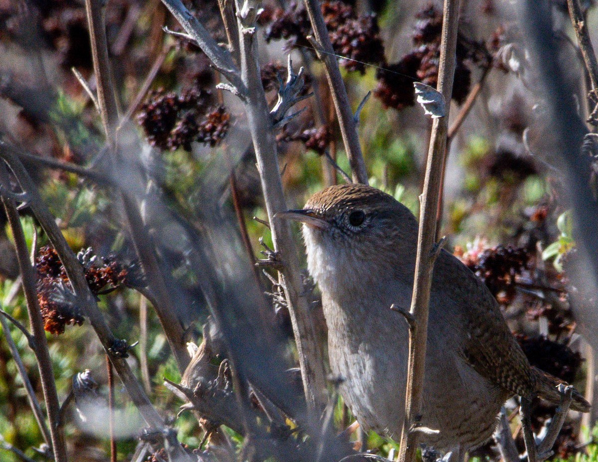 Northern House Wren - ML644611396