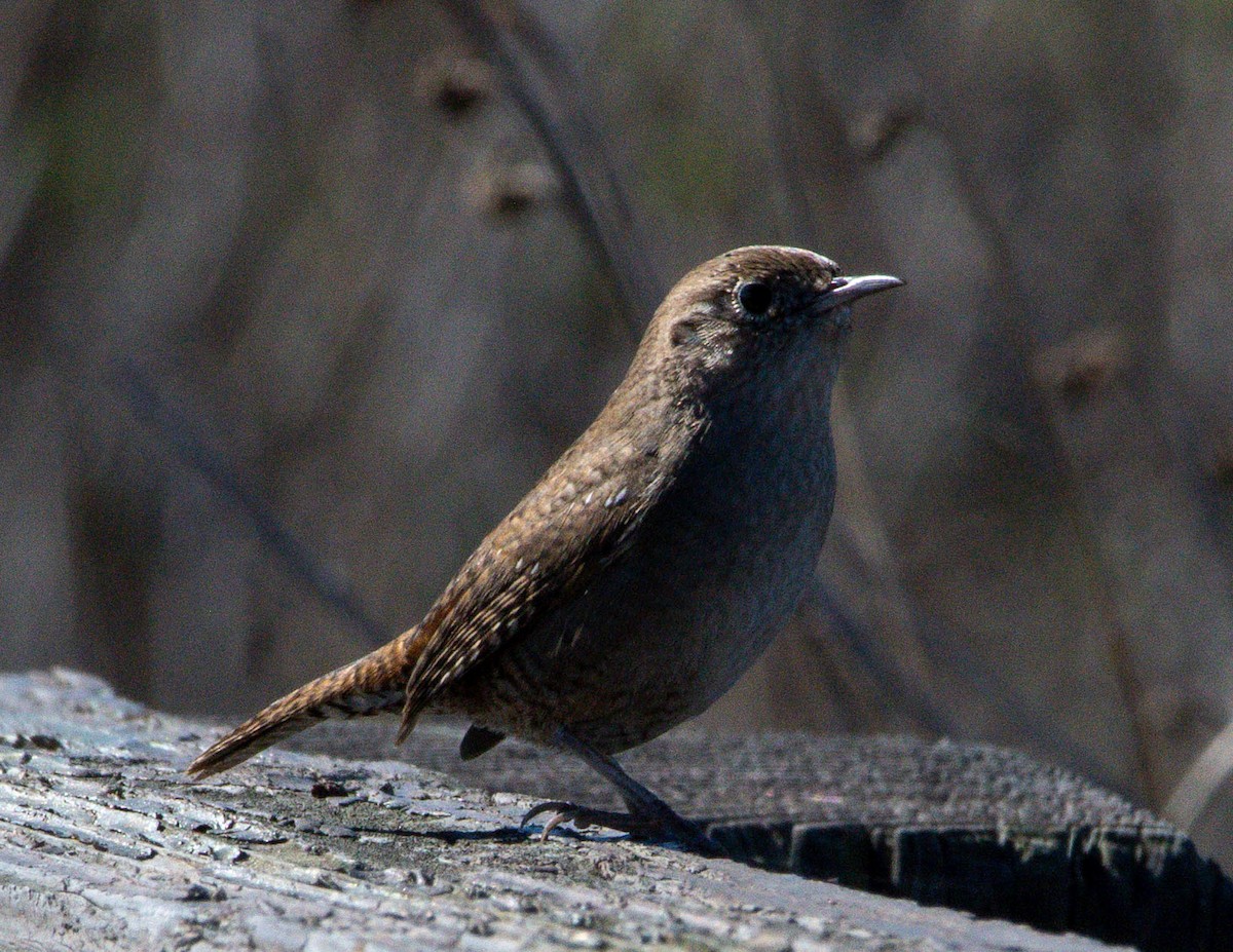 Northern House Wren - ML644611397