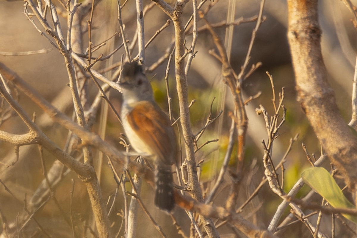 Сорокуш бразильський - ML644611398