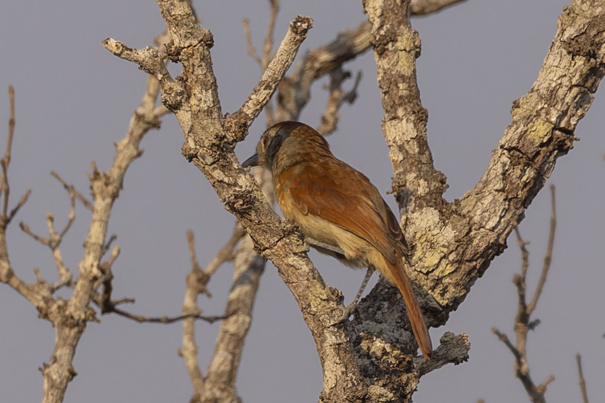 Сорокуш бразильський - ML644611399