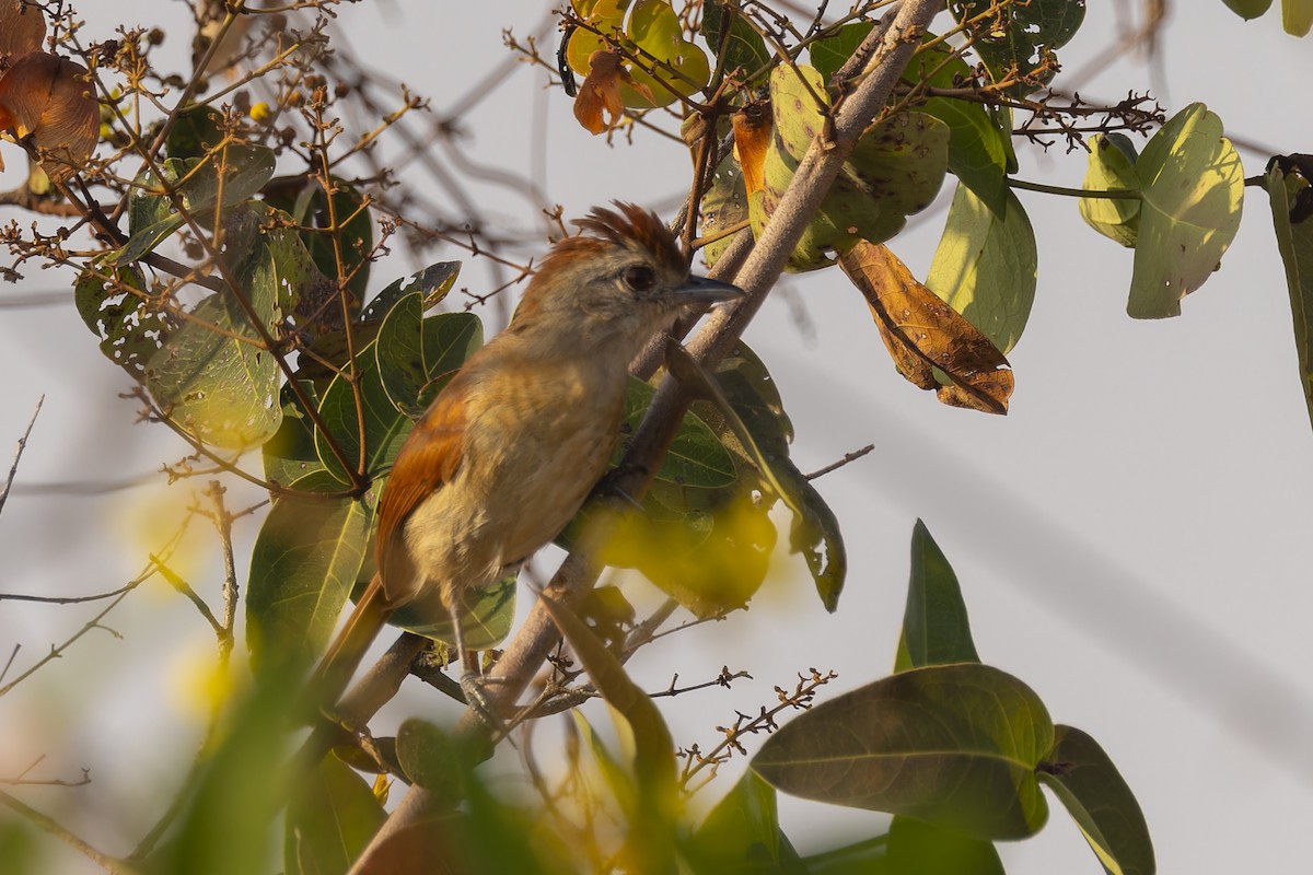 Сорокуш бразильський - ML644611400