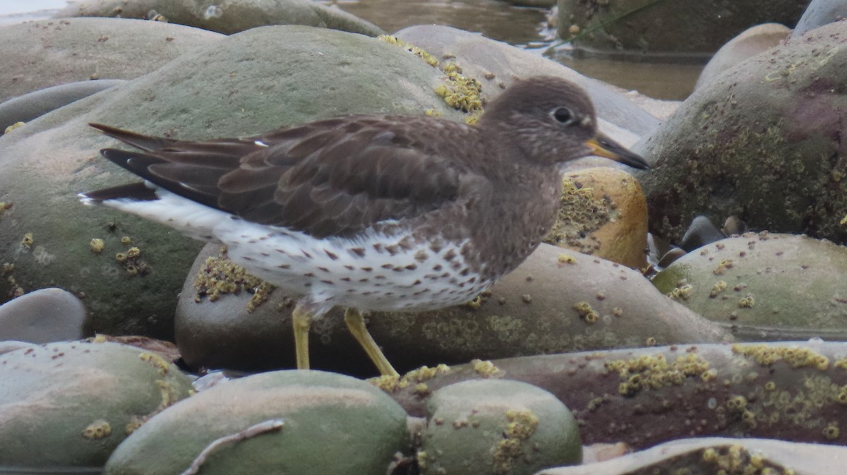 Побережник американський - ML644611406