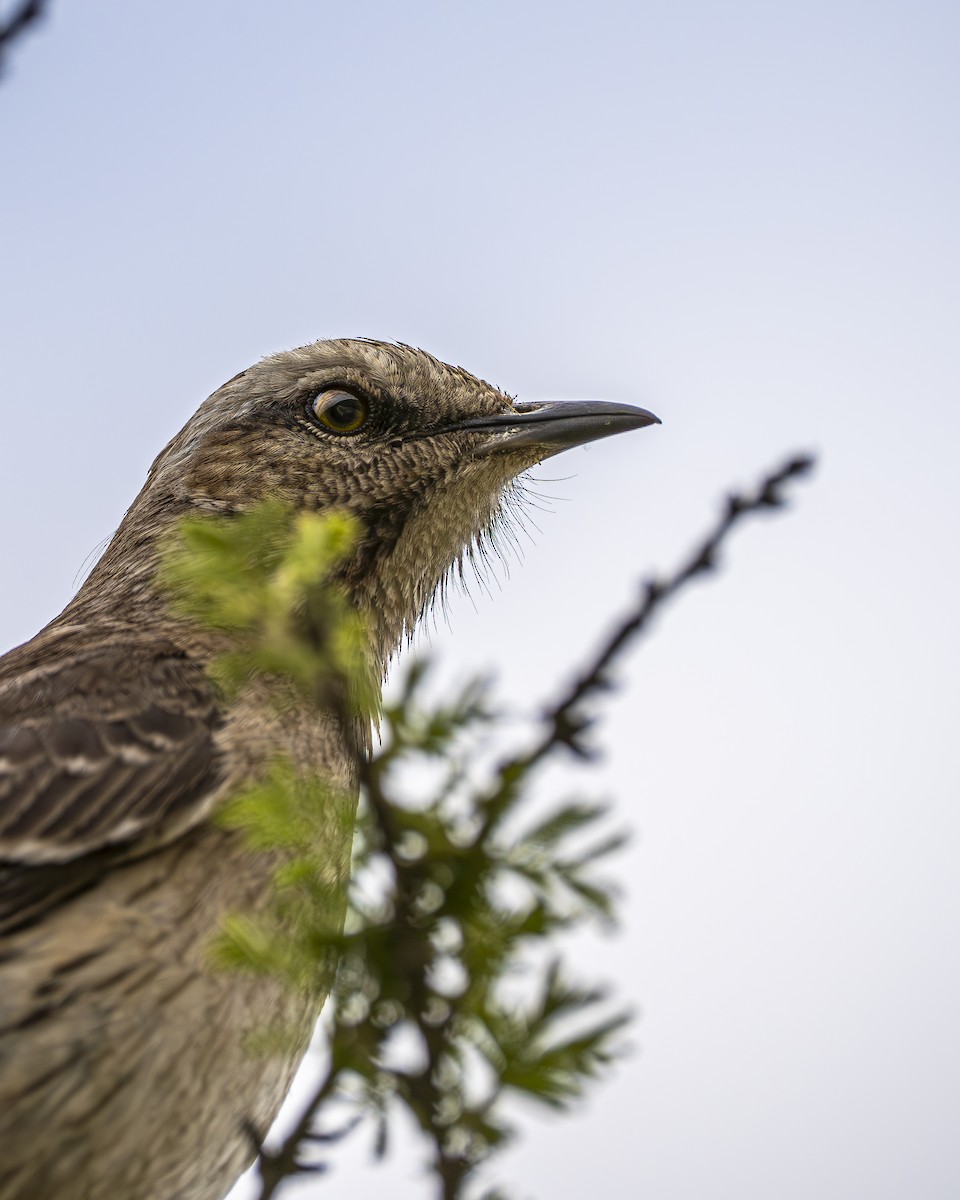 Пересмішник чилійський - ML644611408