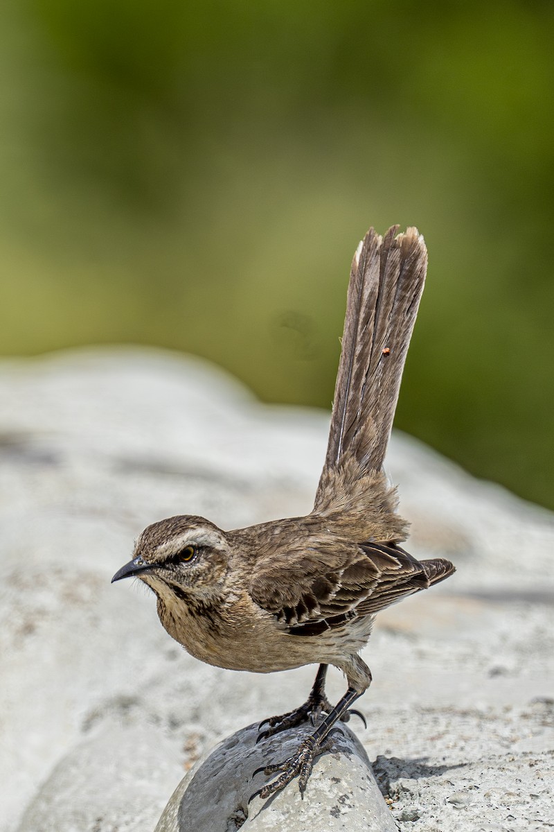 Пересмішник чилійський - ML644611409