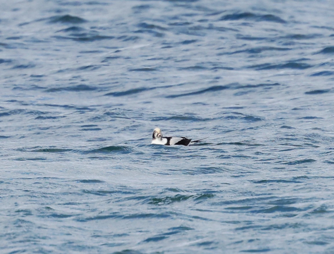 Морянка - ML644611411