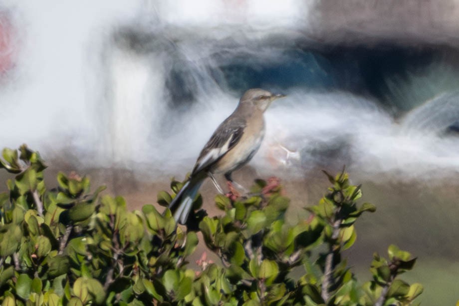 Пересмішник багатоголосий - ML644611412