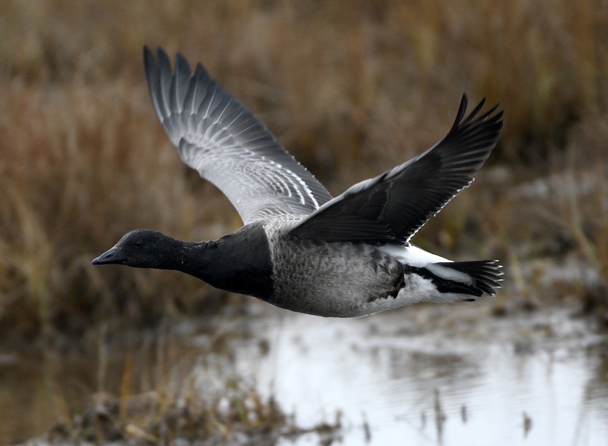 Казарка чорна - ML644611413