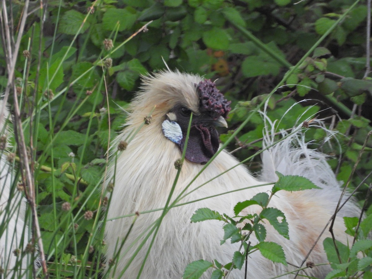 kur domácí - ML644611414