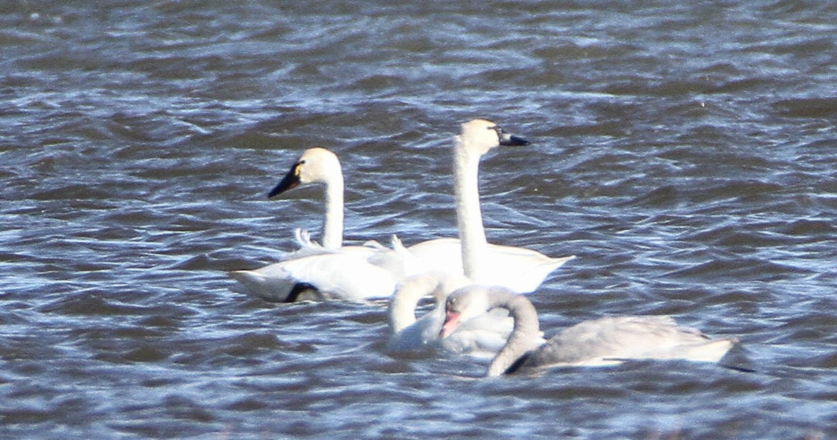 Лебідь чорнодзьобий - ML644611415