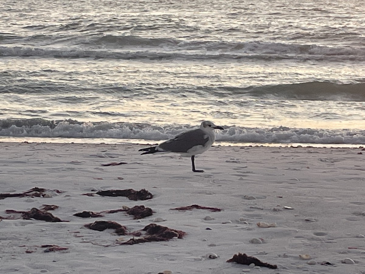 Мартин карибський - ML644611416