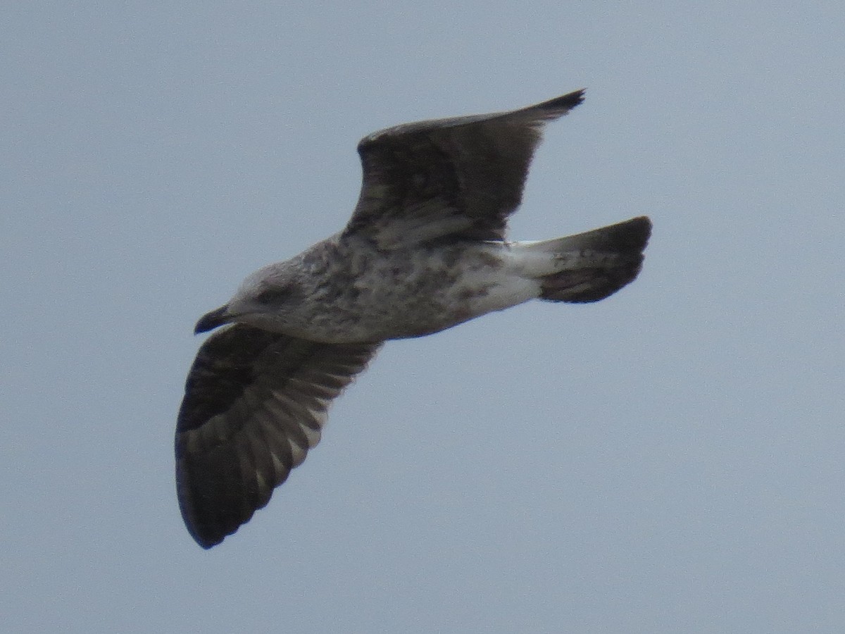 Мартин скельний (підвид atlantis) - ML644611417