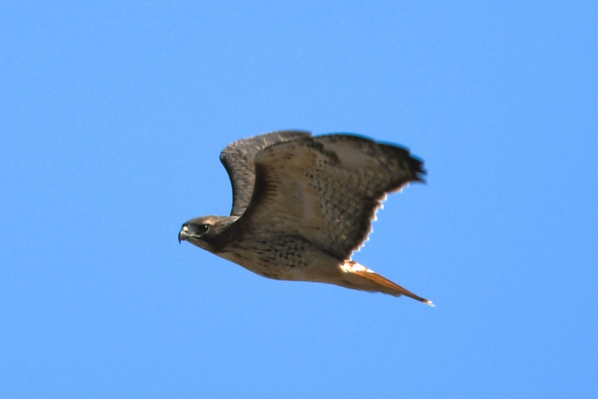 Канюк неоарктичний (підвид borealis) - ML644611418