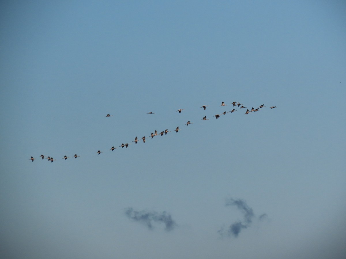 Журавель сірий - ML644611419