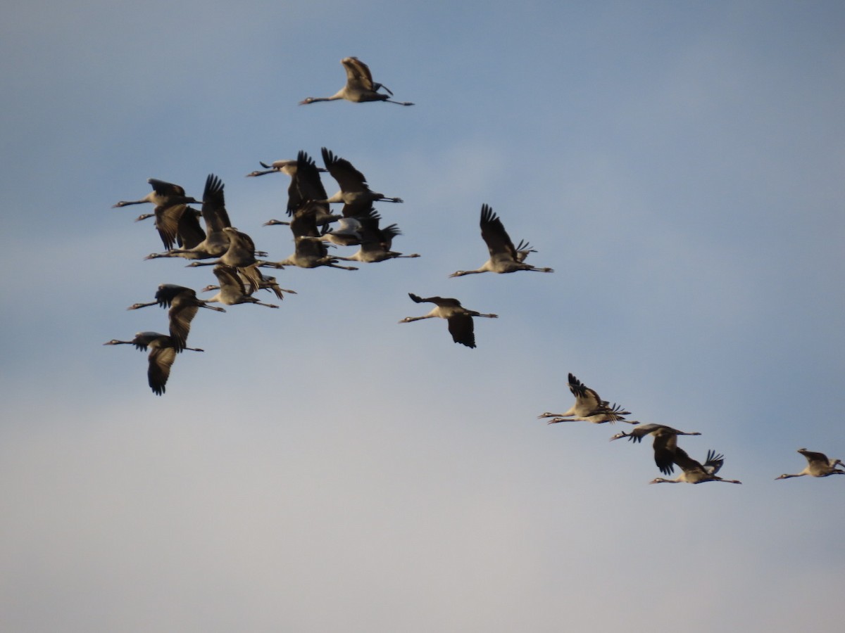 Журавель сірий - ML644611420