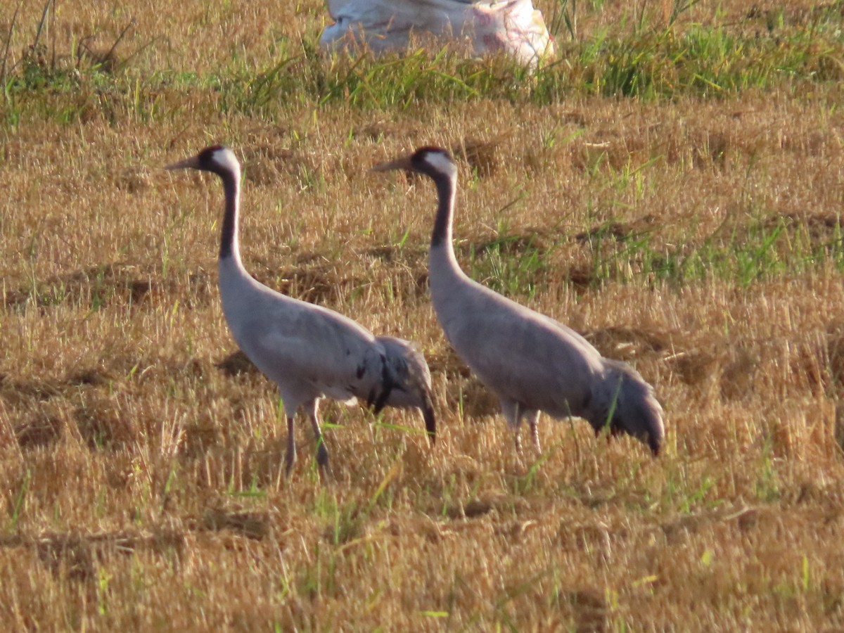Журавель сірий - ML644611421