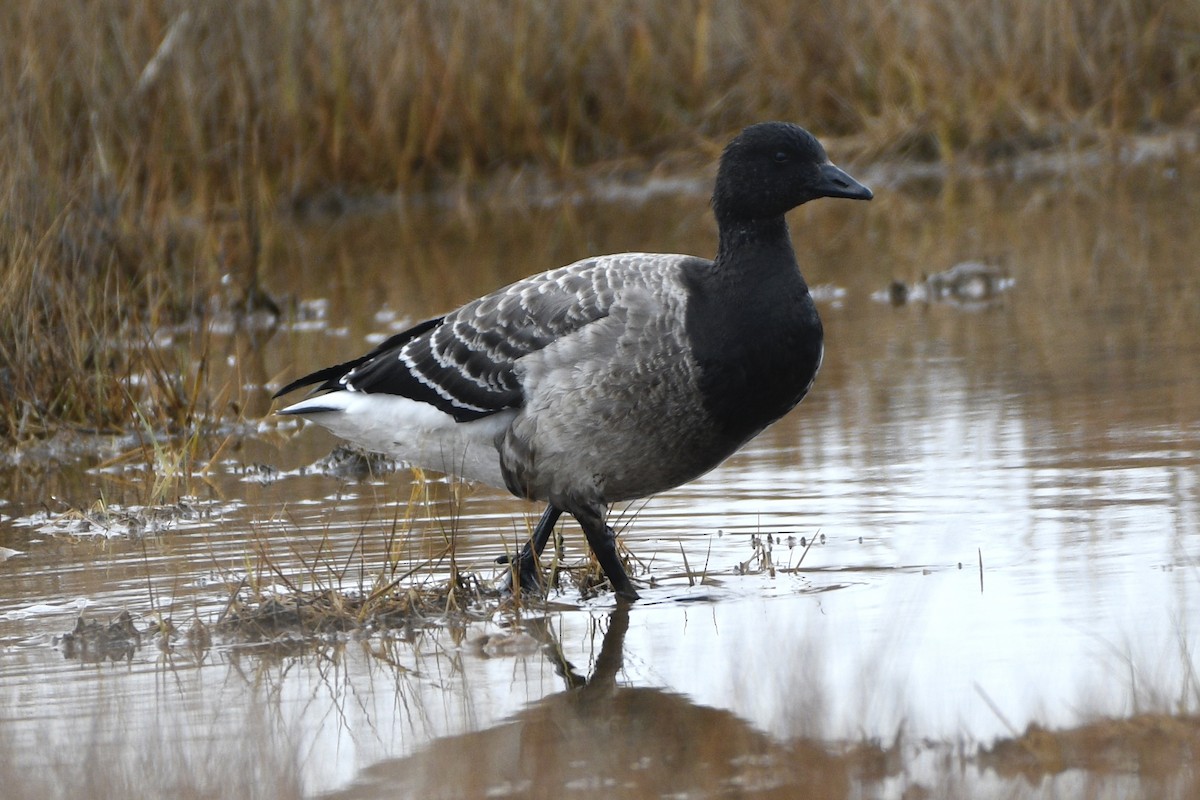 Казарка чорна - ML644611422