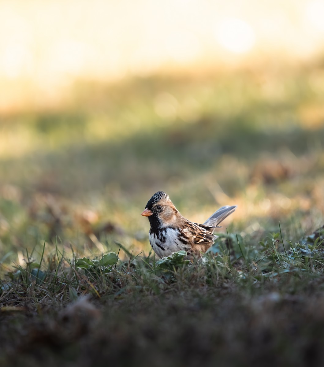 Bruant à face noire - ML644611423