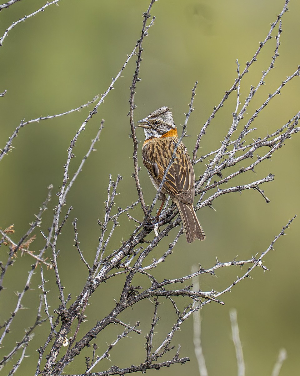 Бруант рудошиїй - ML644611424