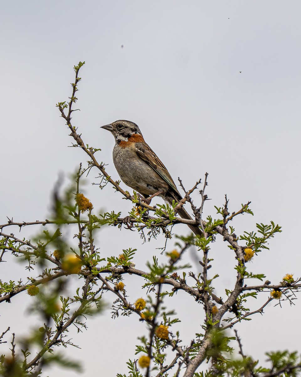 Бруант рудошиїй - ML644611425