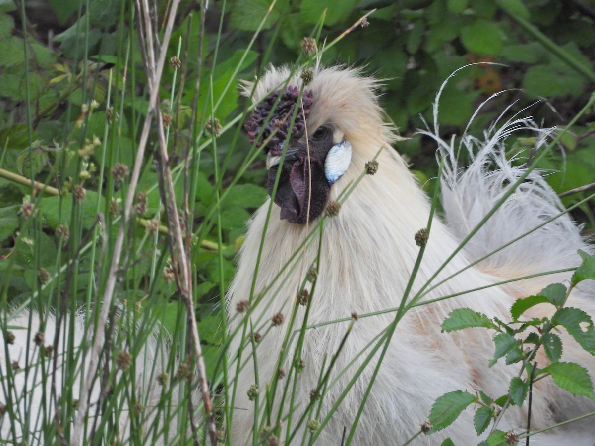 kur domácí - ML644611426