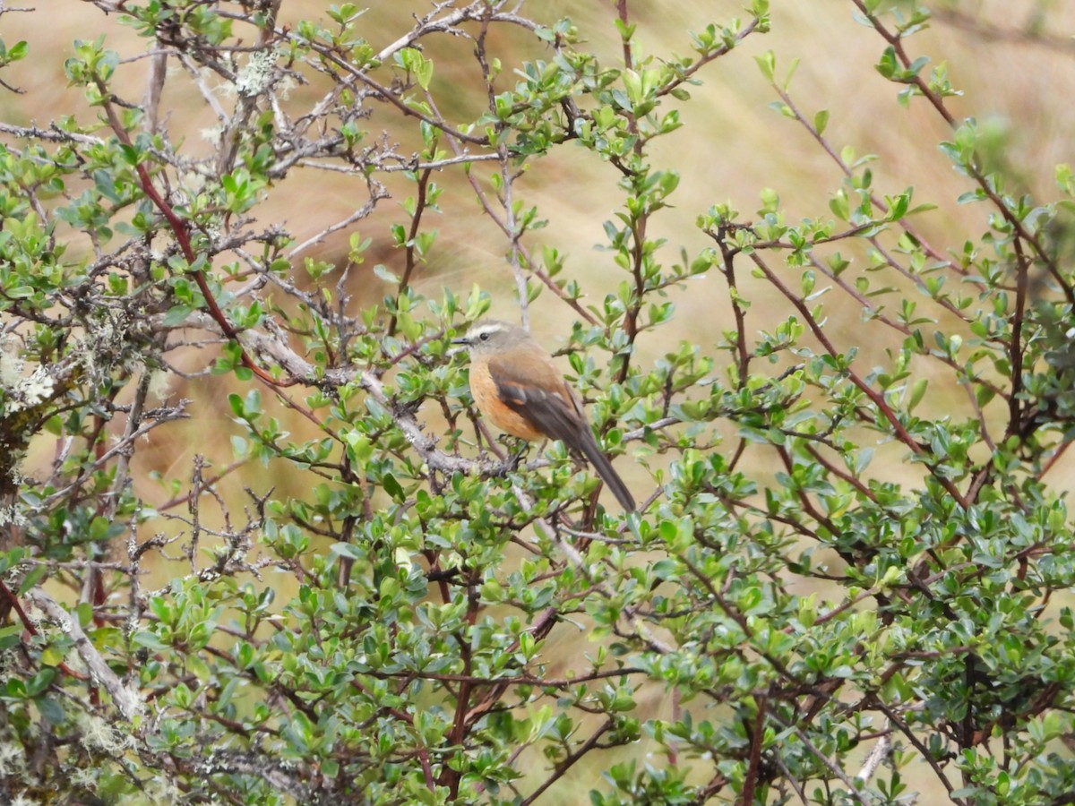 Пітайо іржастий - ML644611428