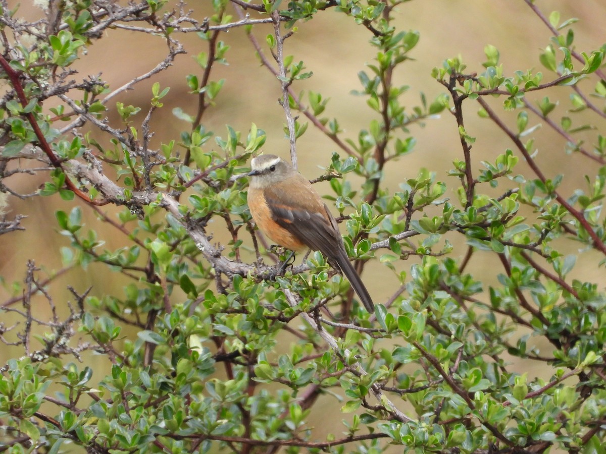 Пітайо іржастий - ML644611429