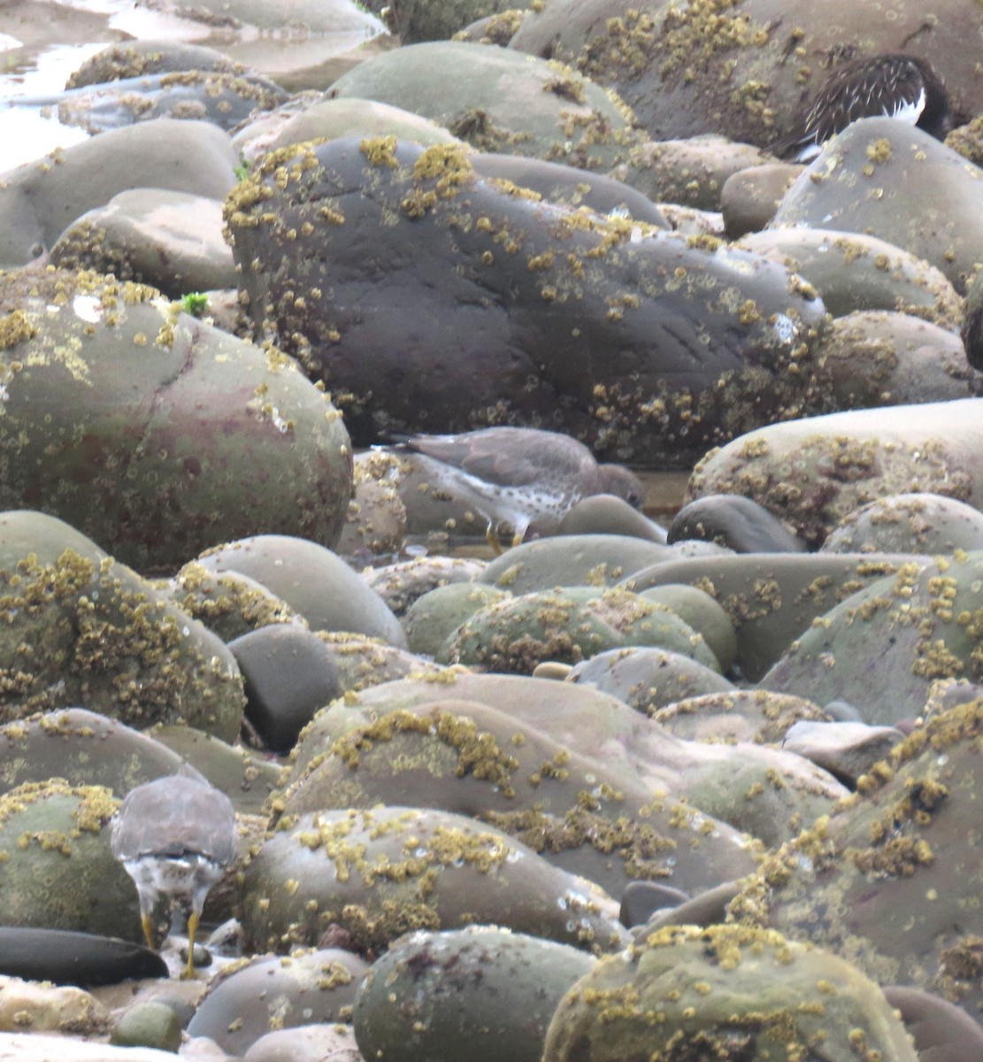 brottsnipe - ML644611436