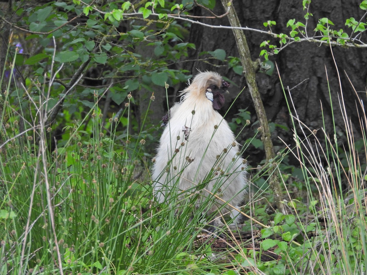 kur domácí - ML644611445