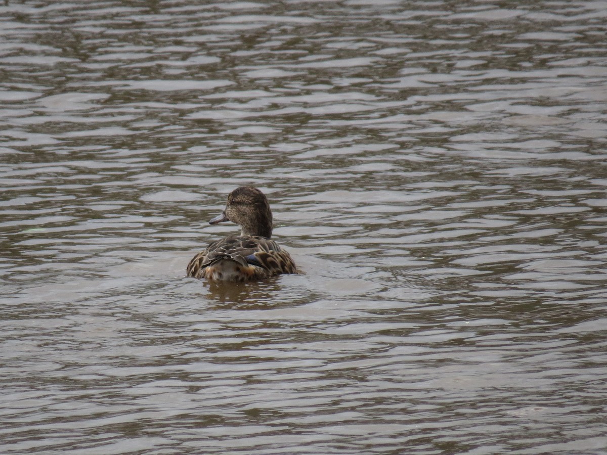 krikkand - ML644611451