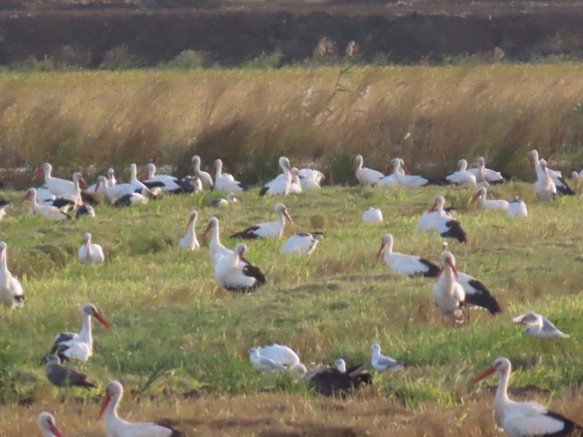 Cigogne blanche - ML644611452