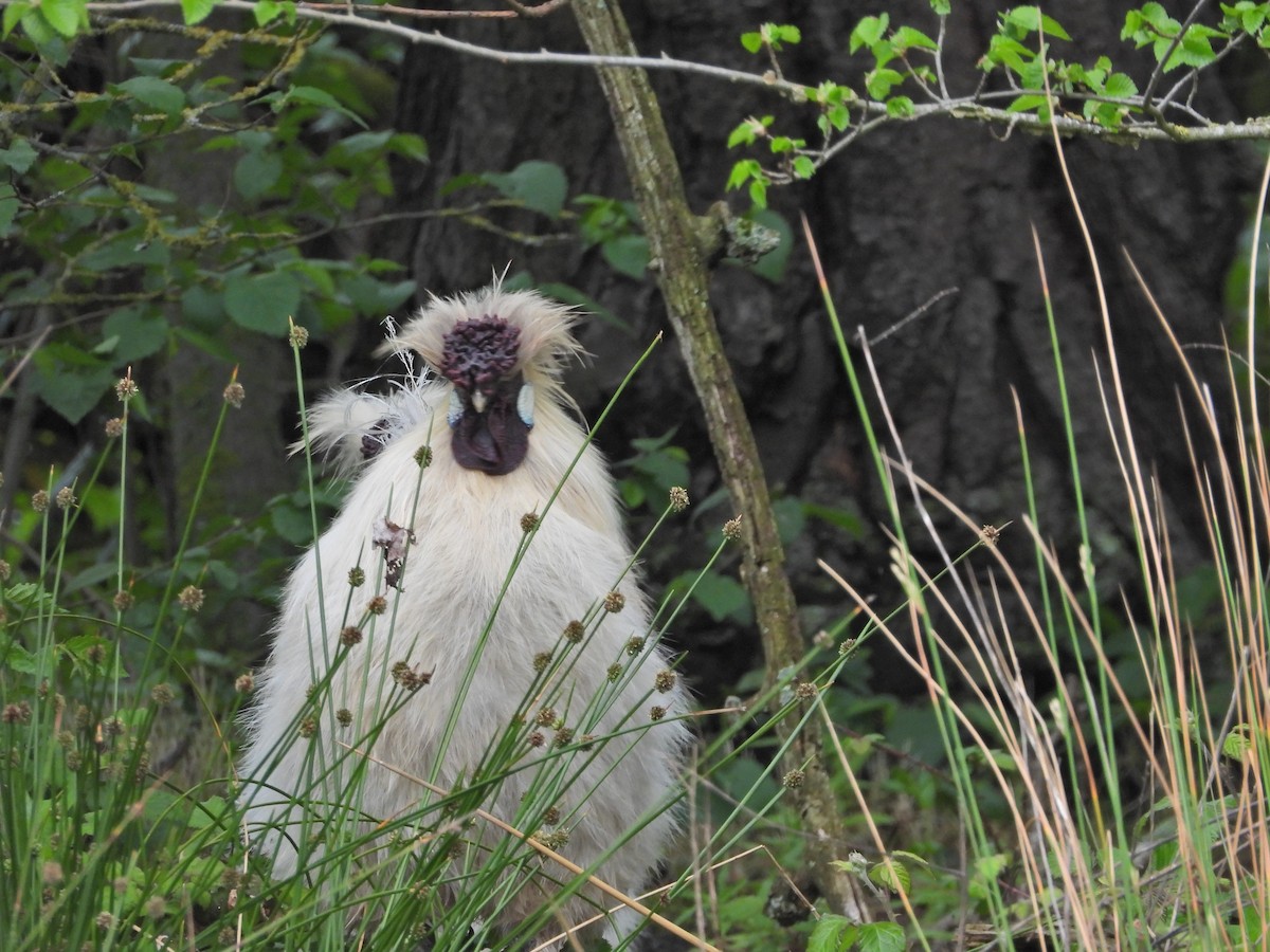 kur domácí - ML644611456