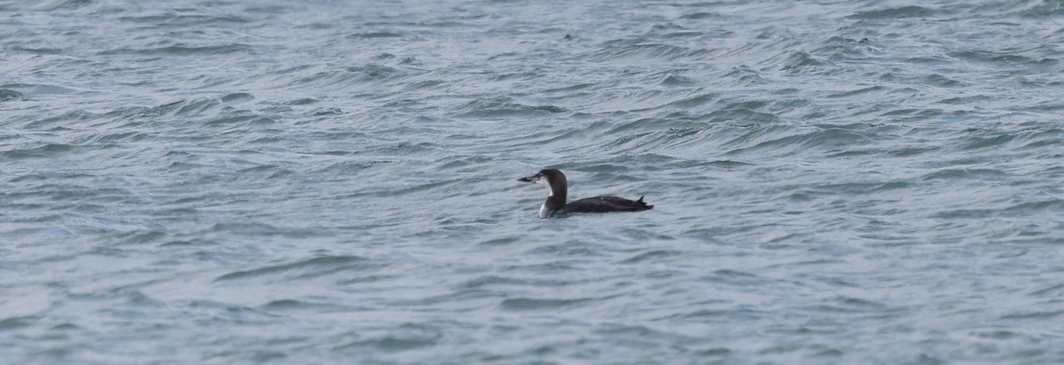 Гагара полярна - ML644611457