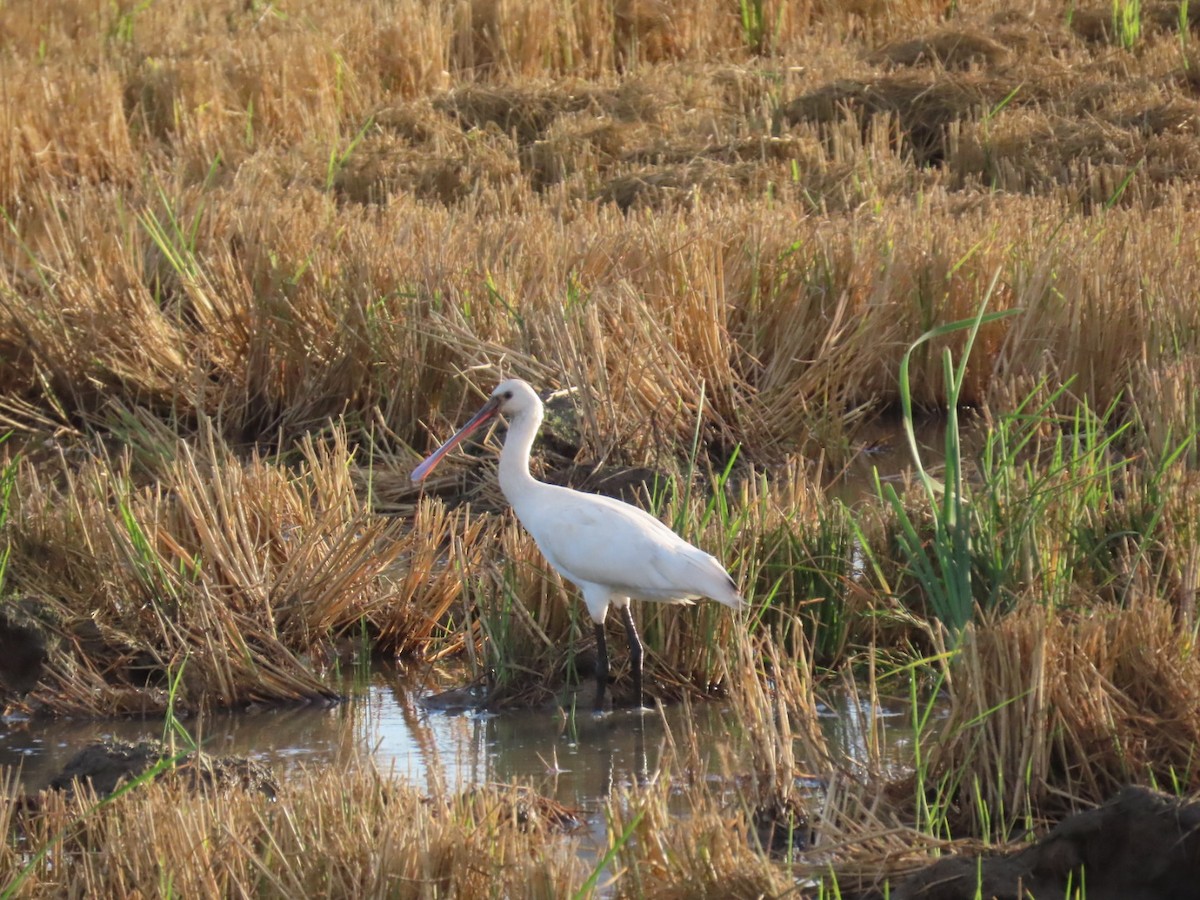 ヘラサギ - ML644611463