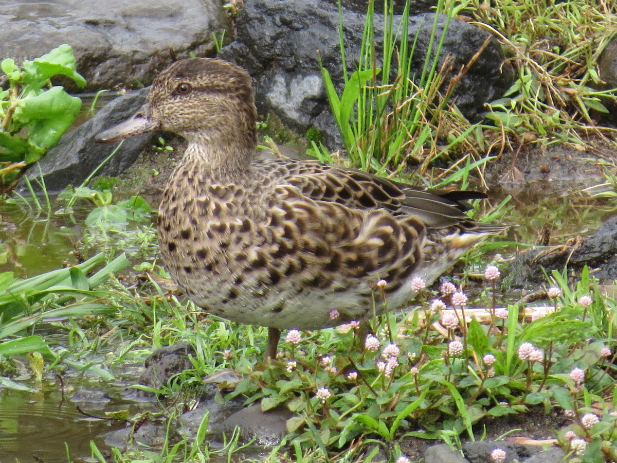 krikkand - ML644611464