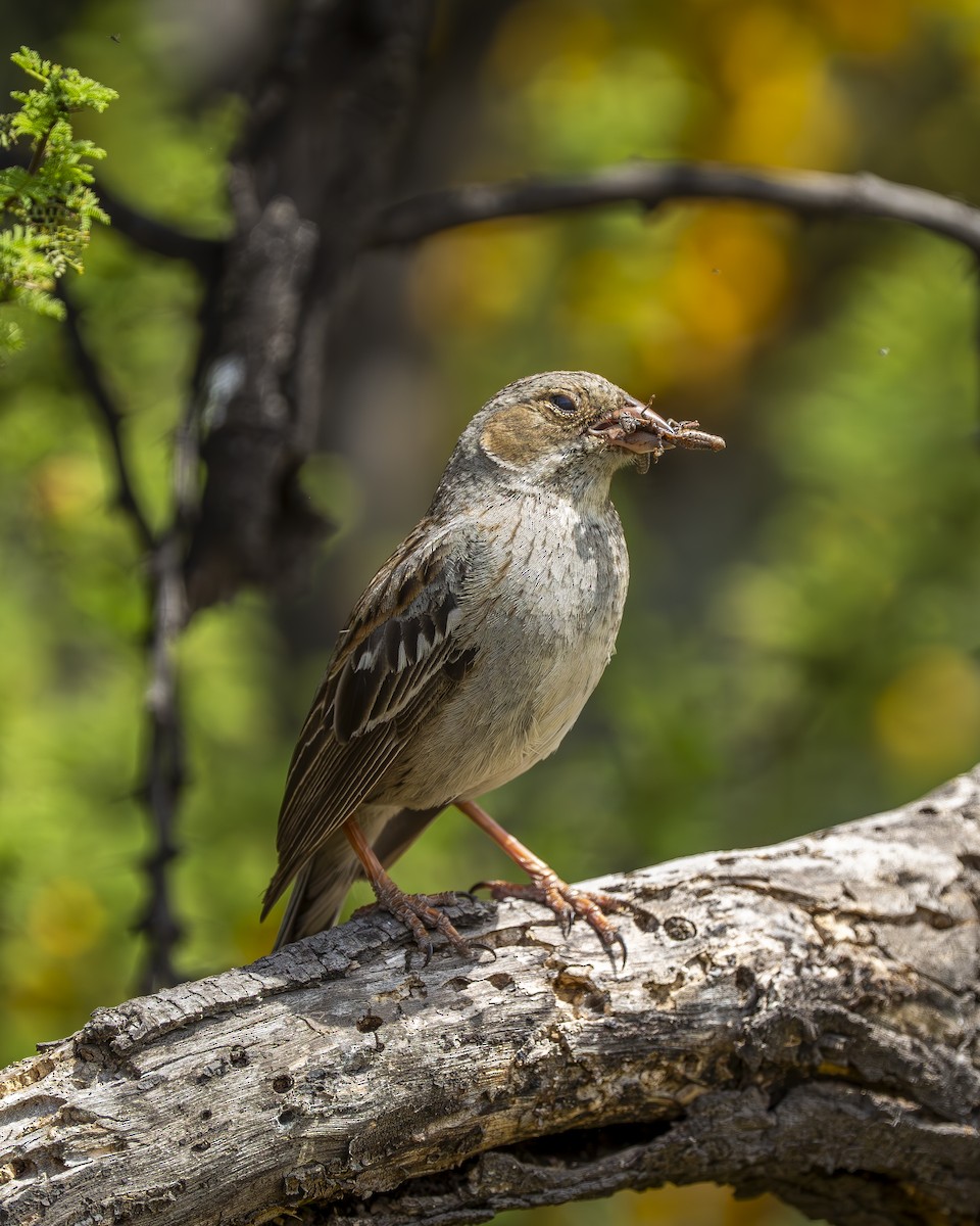 ムナグロヤマシトド - ML644611465
