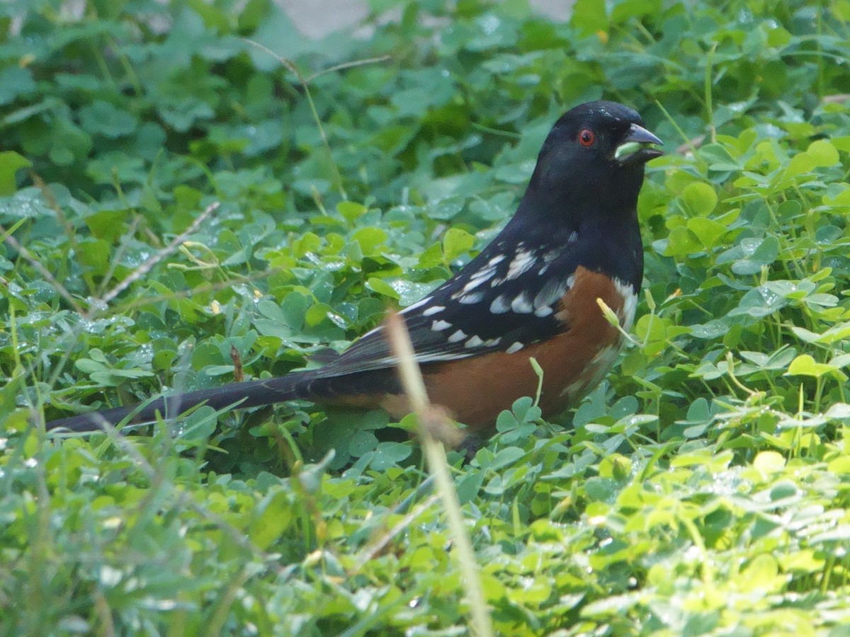 Spotted Towhee - ML644611466