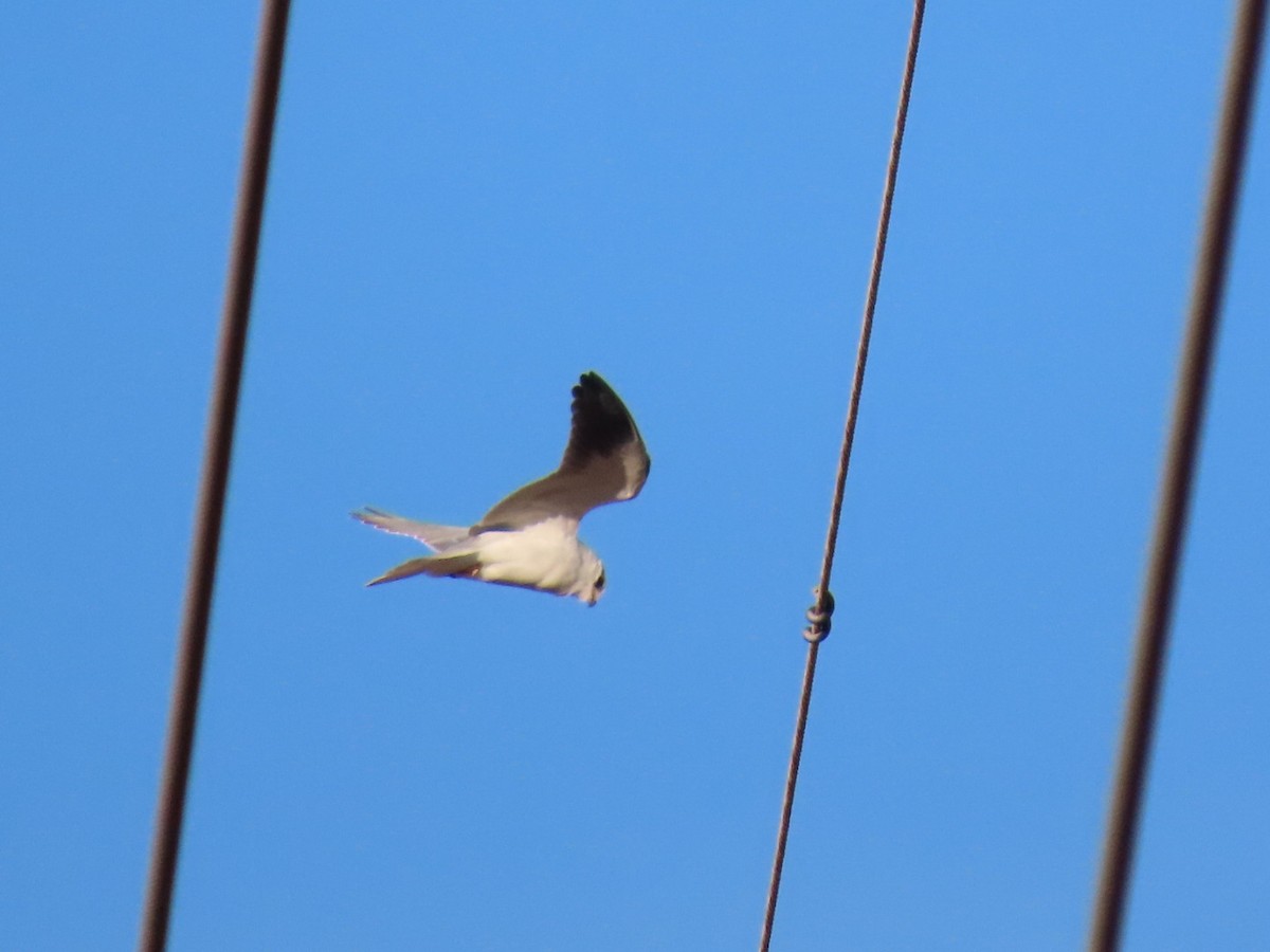 カタグロトビ - ML644611471