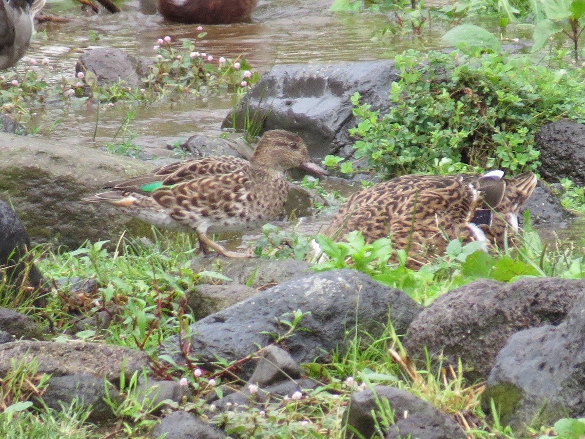 krikkand - ML644611472