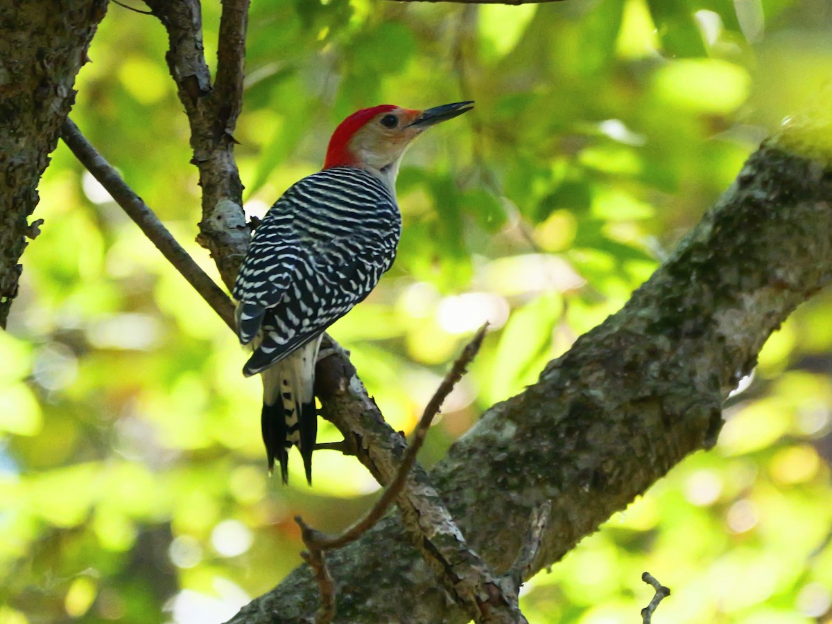 Red-bellied Woodpecker - ML644611473