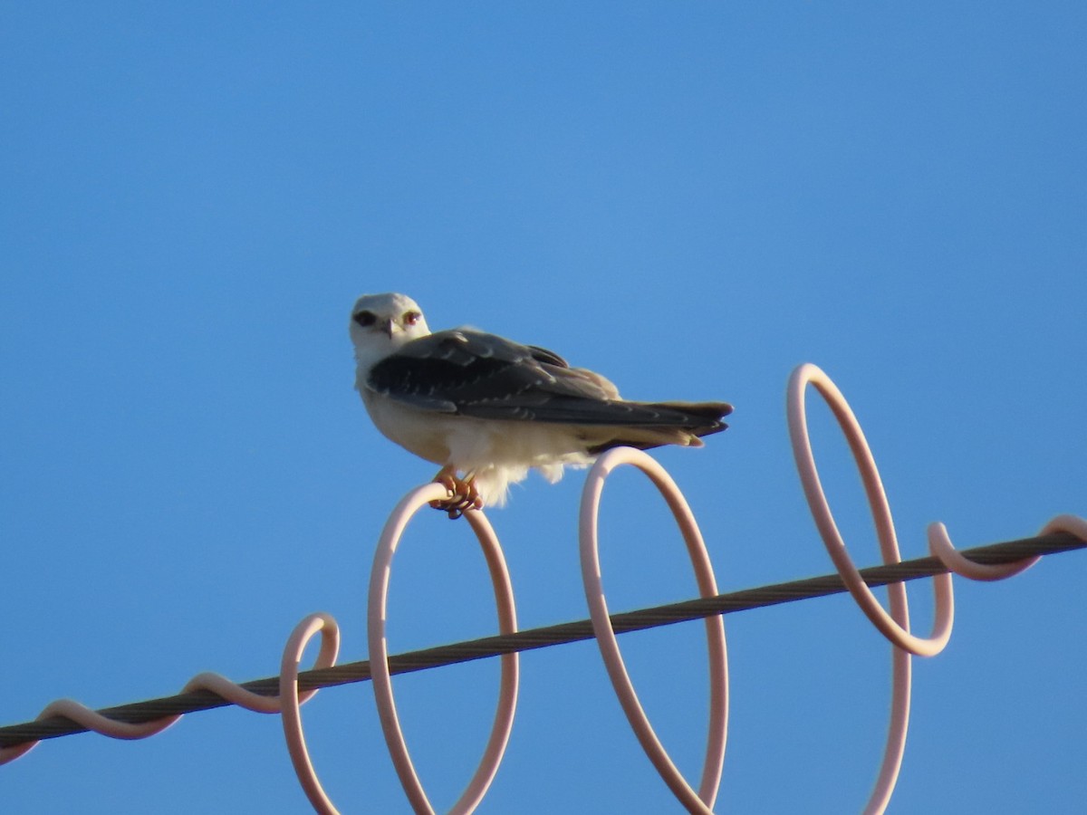 カタグロトビ - ML644611476