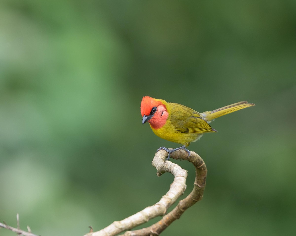 Red-headed Tanager - ML644611479