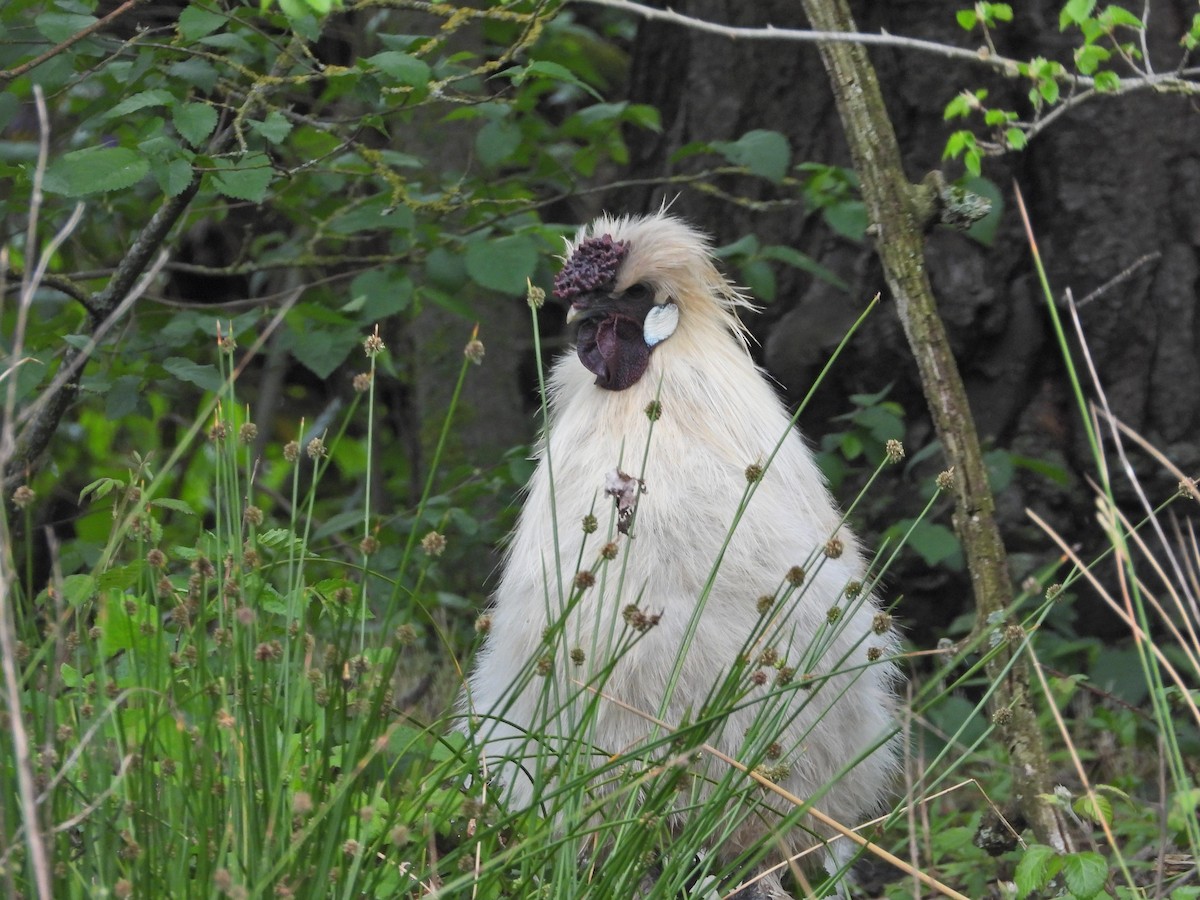 kur domácí - ML644611482