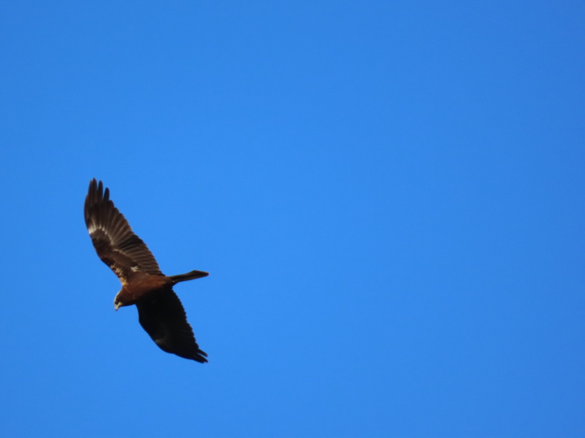 ヨーロッパチュウヒ - ML644611484