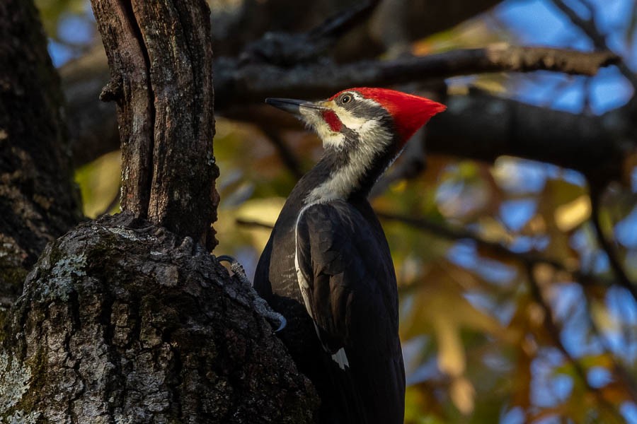 Хохлатая желна - ML644611485